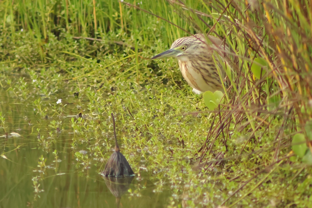 אנפית סוף--08/11/2025-פתח תקוה-עופר גבזו