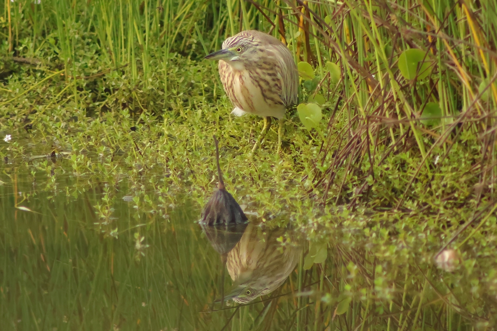 אנפית סוף--08/11/2025-פתח תקוה-עופר גבזו
