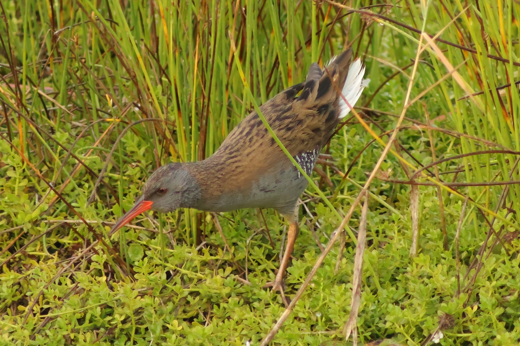 רלית המים--08/11/2025-פתח תקוה-עופר גבזו