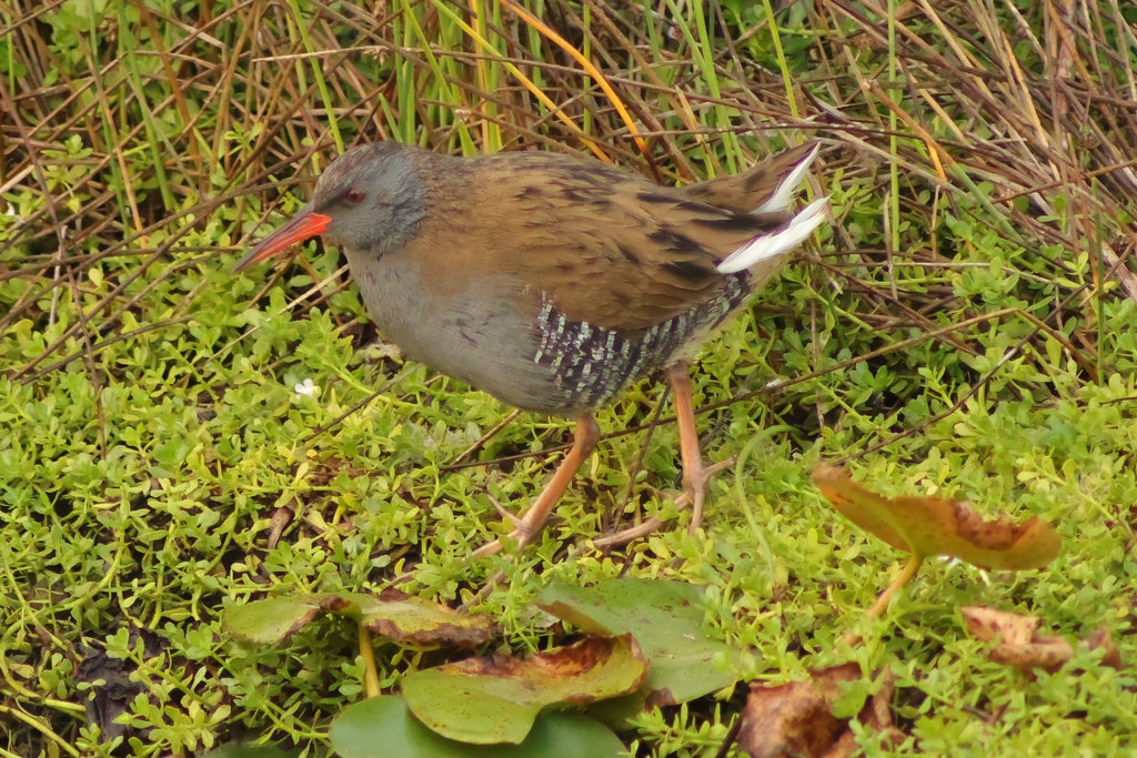 רלית המים--08/11/2025-פתח תקוה-עופר גבזו