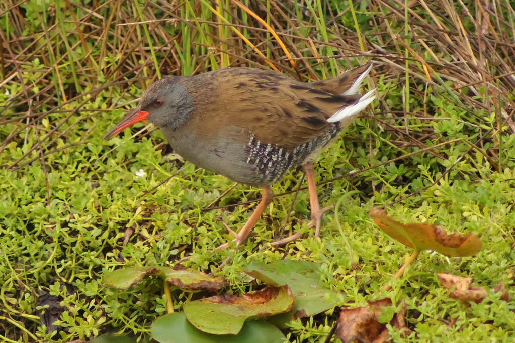 רלית המים--08/11/2025-פתח תקוה-עופר גבזו