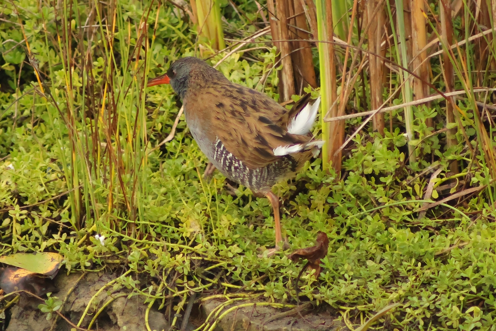 רלית המים--08/11/2025-פתח תקוה-עופר גבזו