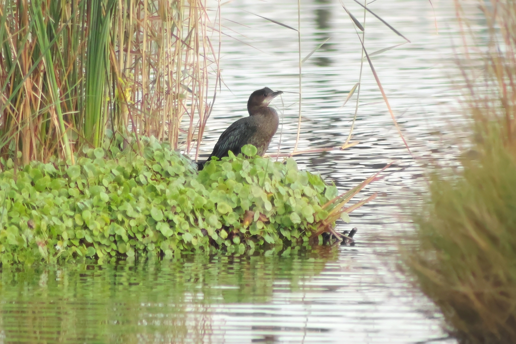 קורמורן גמדי--08/11/2025-פתח תקוה-עופר גבזו