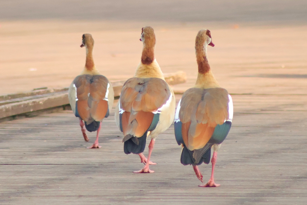 יאורית--08/11/2025-פתח תקוה-עופר גבזו