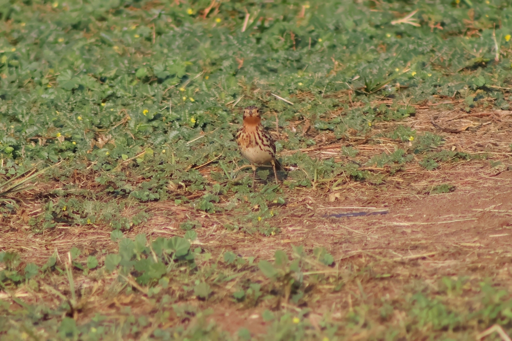 פפיון אדום-גרון--08/11/2025-פתח תקוה-עופר גבזו