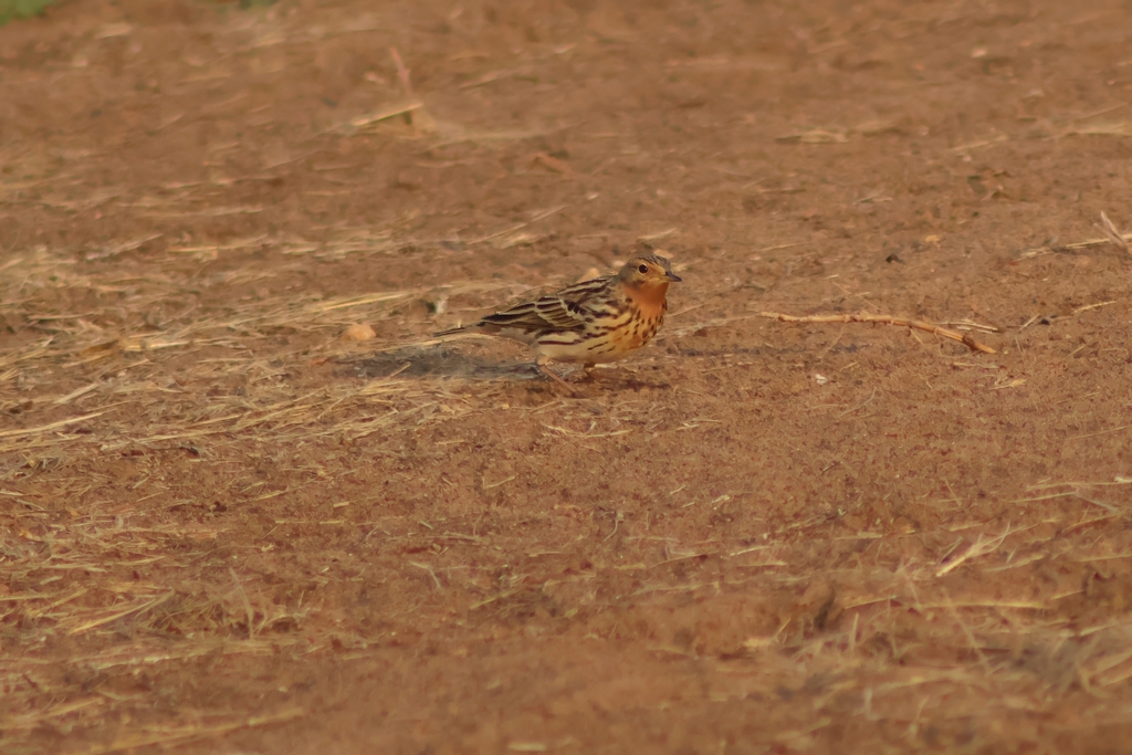 פפיון אדום-גרון--10/11/2025-פתח תקוה-עופר גבזו