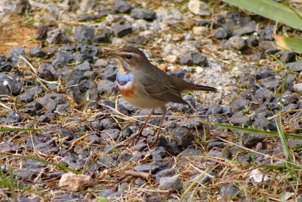 כחול חזה--10/11/2025-פתח תקוה-עופר גבזו