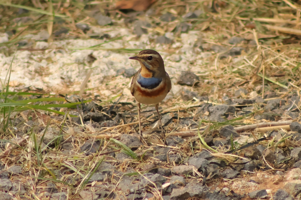 כחול חזה--10/11/2025-פתח תקוה-עופר גבזו
