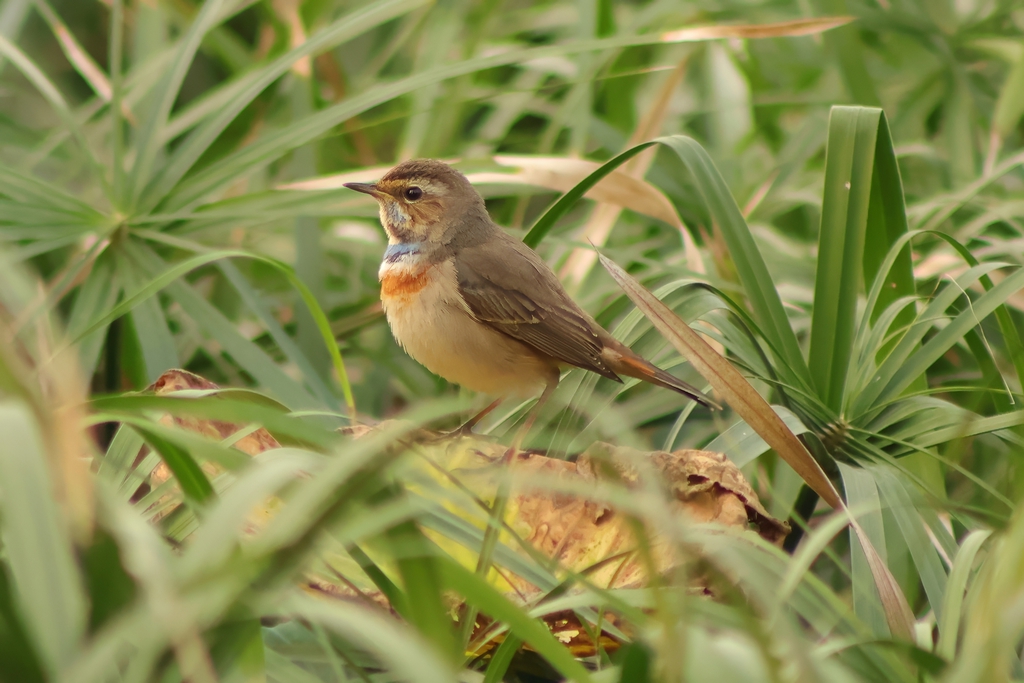 כחול חזה--10/11/2025-פתח תקוה-עופר גבזו