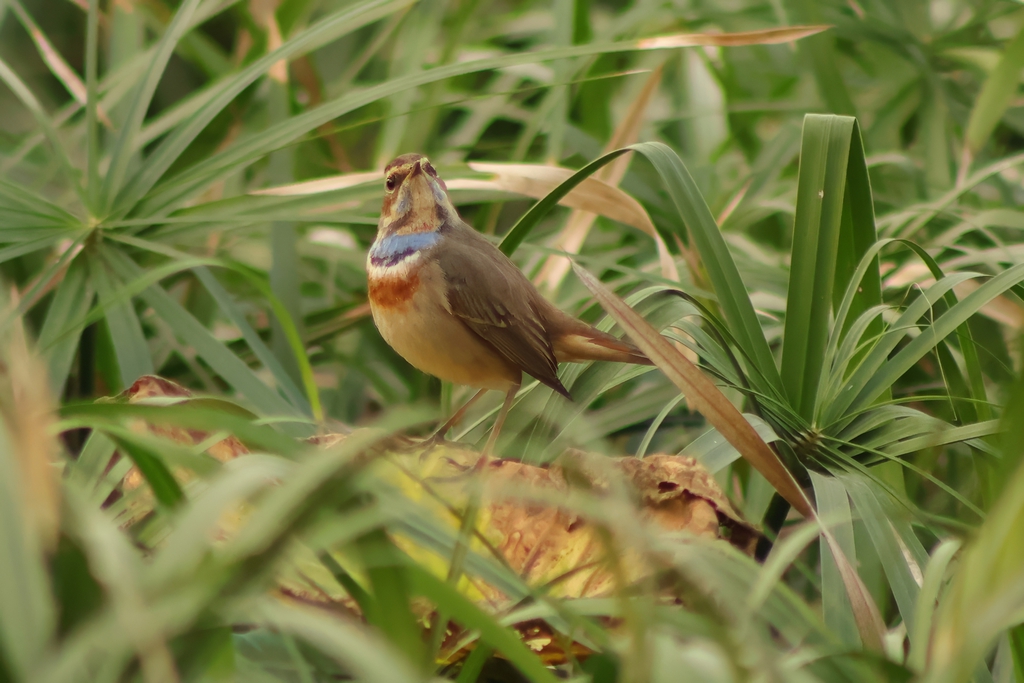 כחול חזה--10/11/2025-פתח תקוה-עופר גבזו