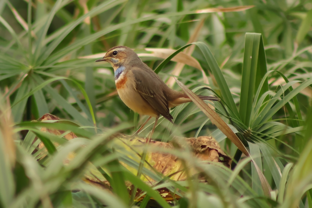 כחול חזה--10/11/2025-פתח תקוה-עופר גבזו