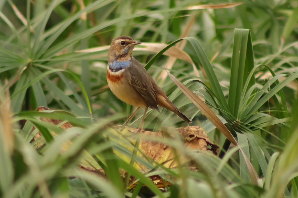 כחול חזה--10/11/2025-פתח תקוה-עופר גבזו