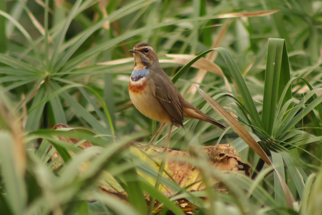 כחול חזה--10/11/2025-פתח תקוה-עופר גבזו