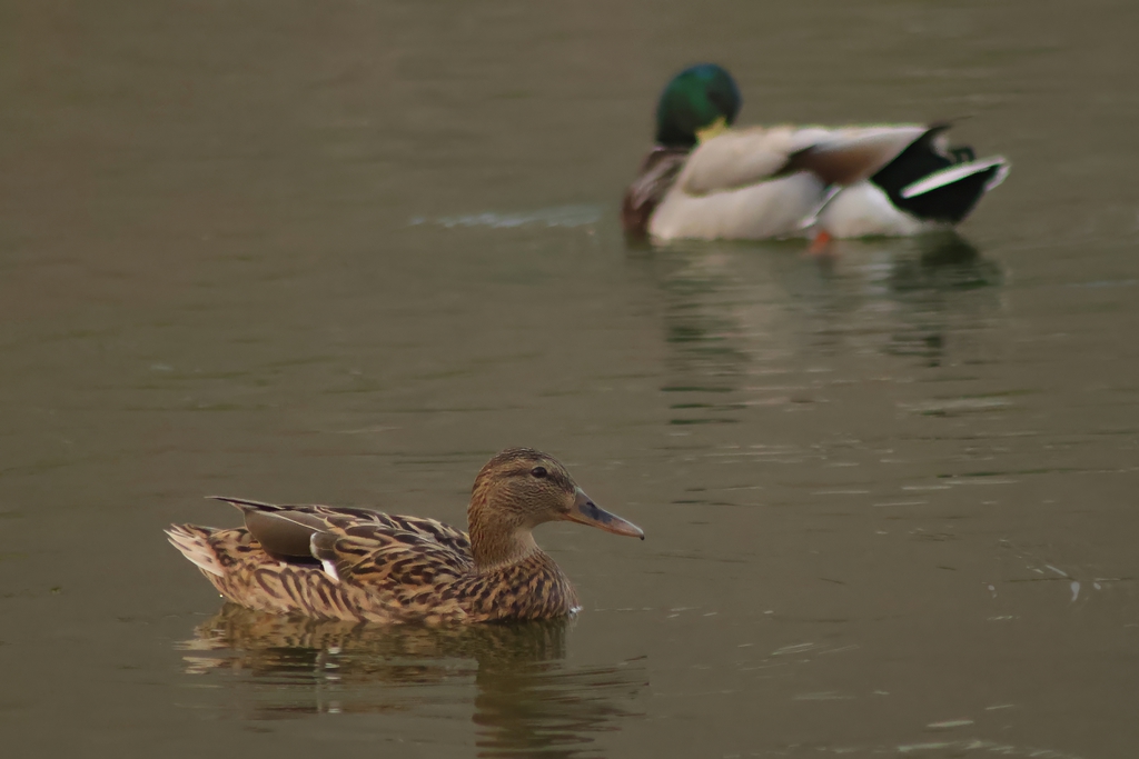ברכיה--10/11/2025-פתח תקוה-עופר גבזו