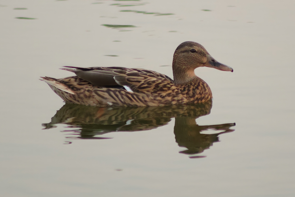 ברכיה- - נקבה-10/11/2025-פתח תקוה-עופר גבזו