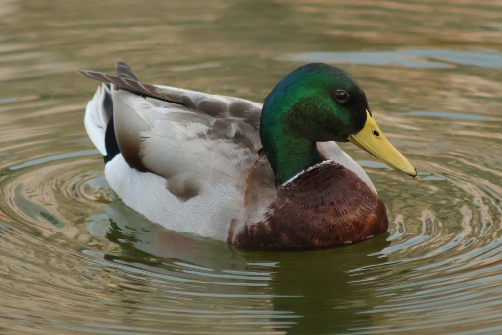 ברכיה- - זכר-10/11/2025-פתח תקוה-עופר גבזו