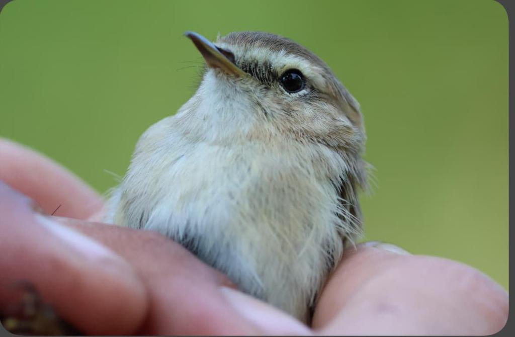 עלווית קווקזית--10/11/2025-פארק הירקון-לירן קניאל