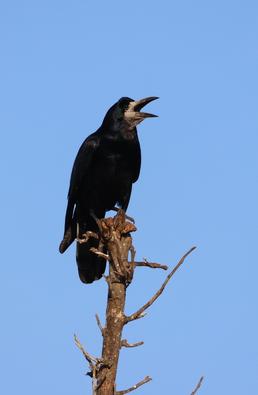 עורב מזרע--01/12/2025-קרית אונו-תמר דנגור