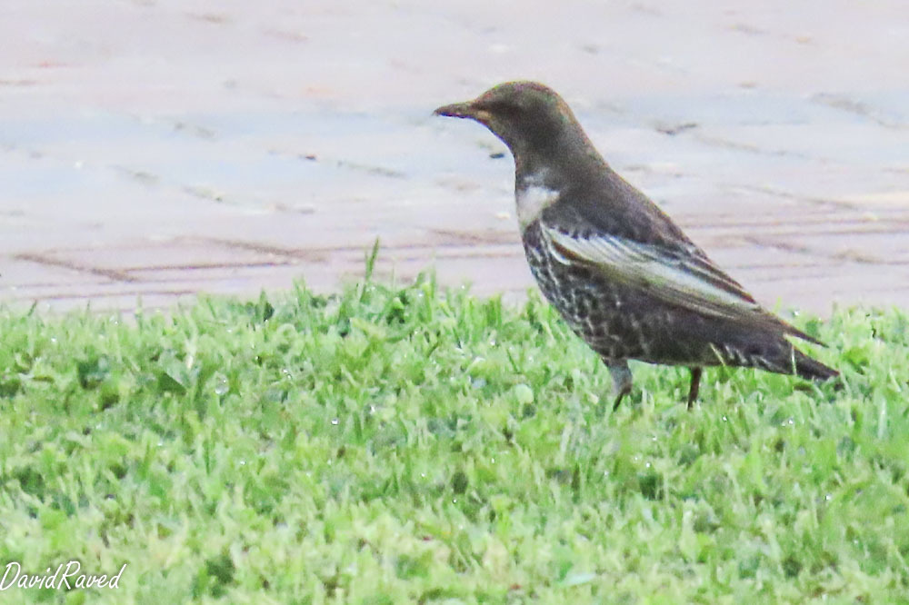 קיכלי סהרון--15/10/2025-מצפה רמון-דודו ראב"ד