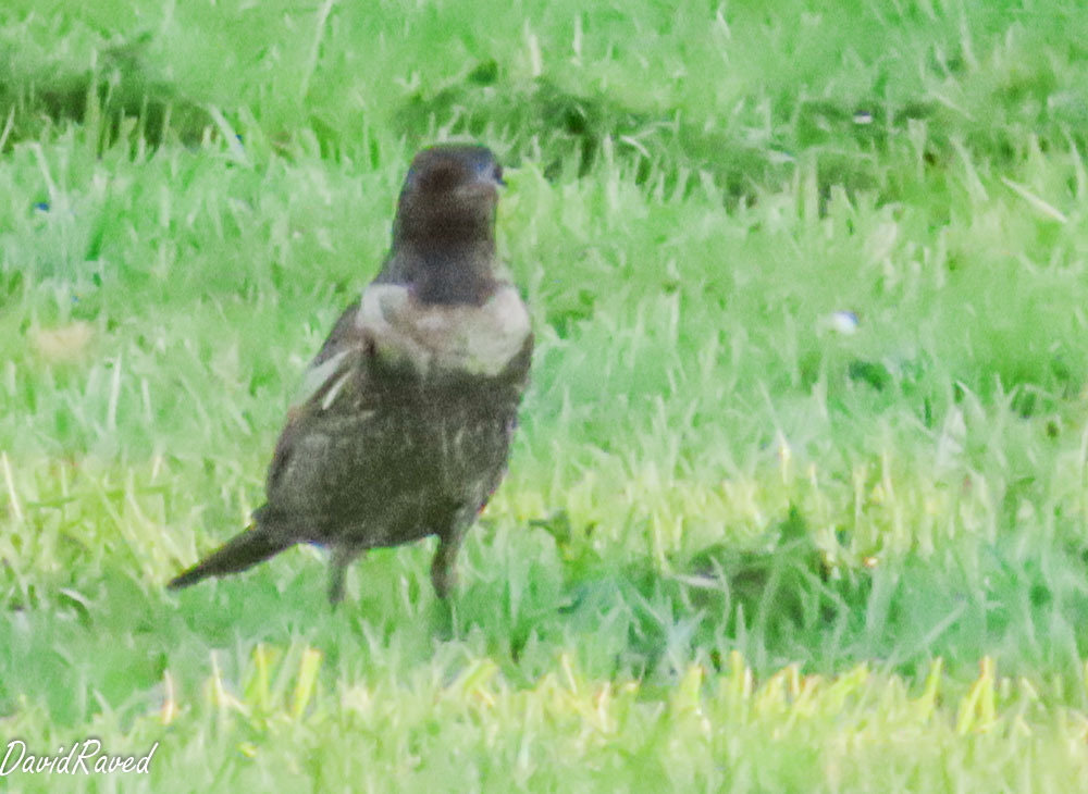 קיכלי סהרון--15/10/2025-מצפה רמון-דודו ראב"ד