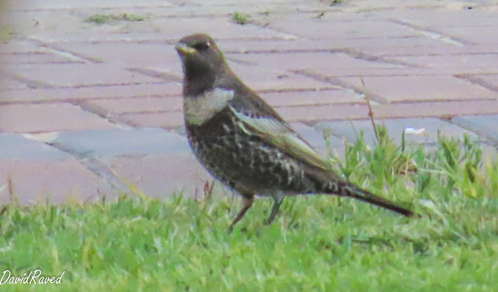 קיכלי סהרון--15/10/2025-מצפה רמון-דודו ראב"ד