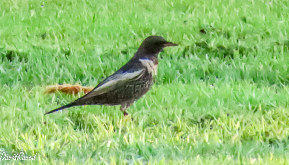 קיכלי סהרון--15/10/2025-מצפה רמון-דודו ראב"ד