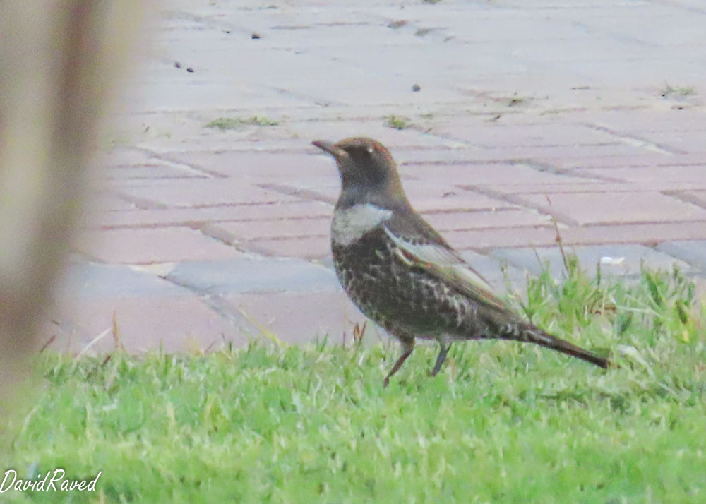 קיכלי סהרון--15/10/2025-מצפה רמון-דודו ראב"ד