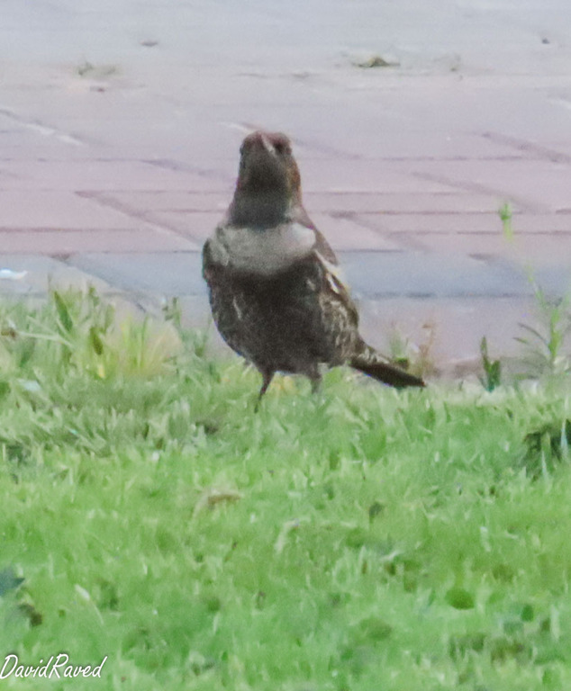 קיכלי סהרון--15/10/2025-מצפה רמון-דודו ראב"ד