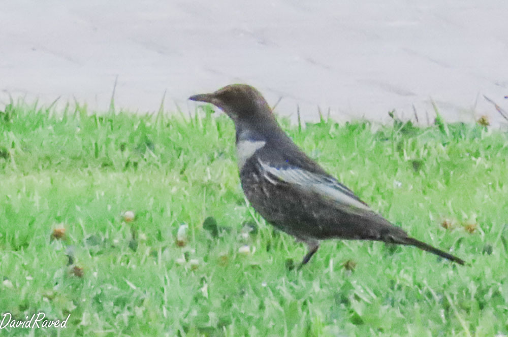 קיכלי סהרון--15/10/2025-מצפה רמון-דודו ראב"ד