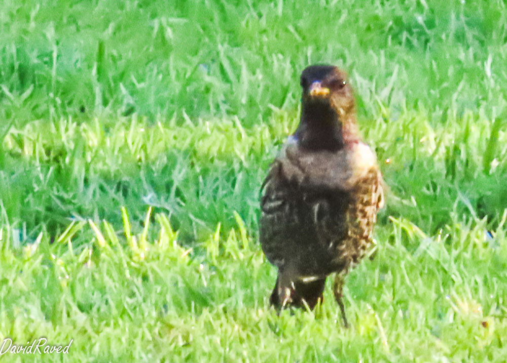 קיכלי סהרון--15/10/2025-מצפה רמון-דודו ראב"ד