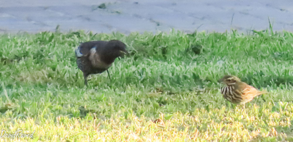 פפיון זיתי--15/10/2025-מצפה רמון-דודו ראב"ד
