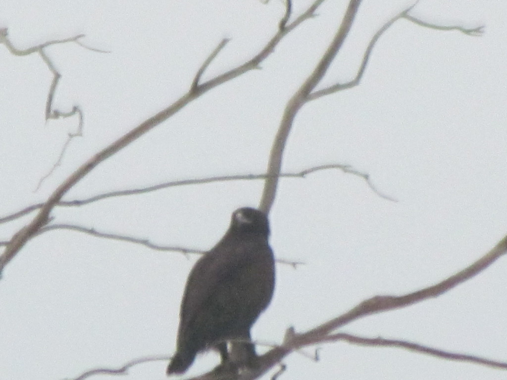 עיט צפרדעים--26/12/2025-גשר-דוד פורת