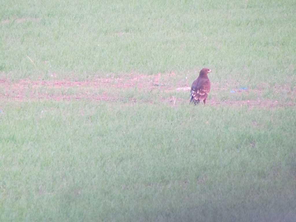 עיט צפרדעים--26/12/2025-גשר-דוד פורת