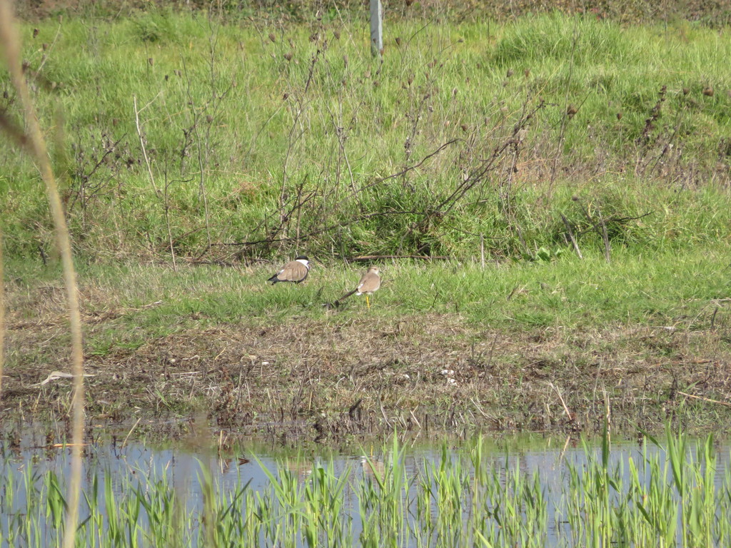 קיווית לבנת-זנב--30/12/2025-יסוד המעלה-נסים פרימו