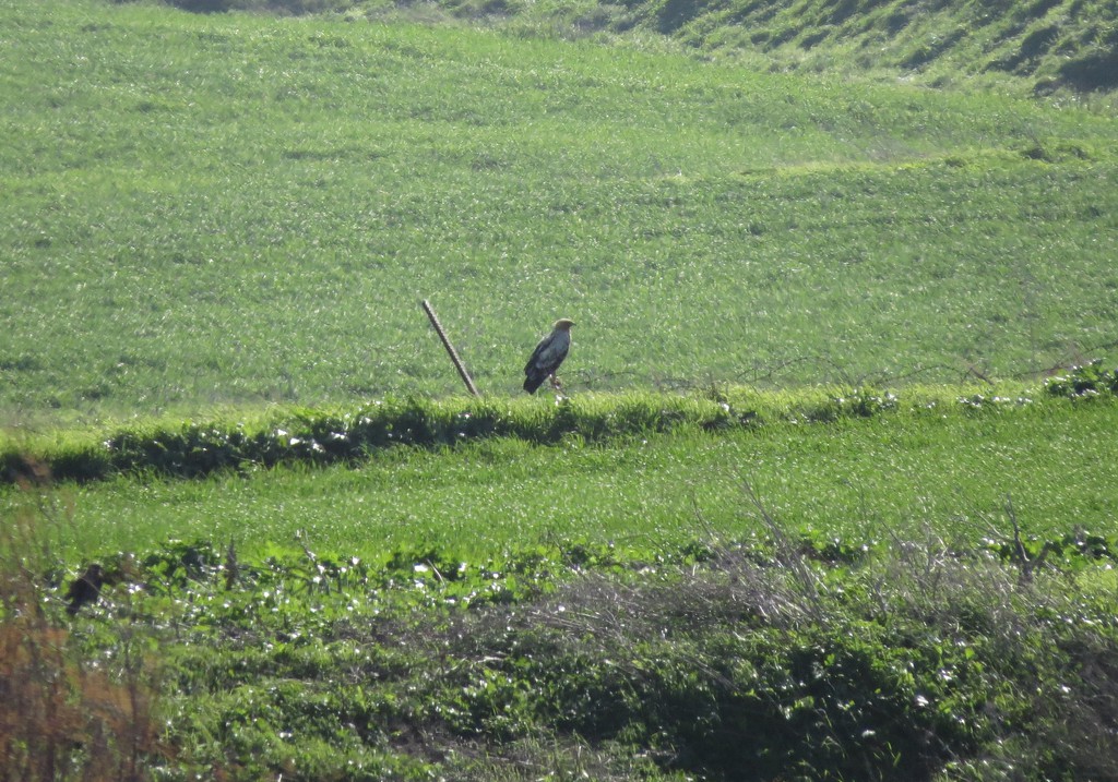 עיט צפרדעים--12/01/2026-נגבה-נסים פרימו