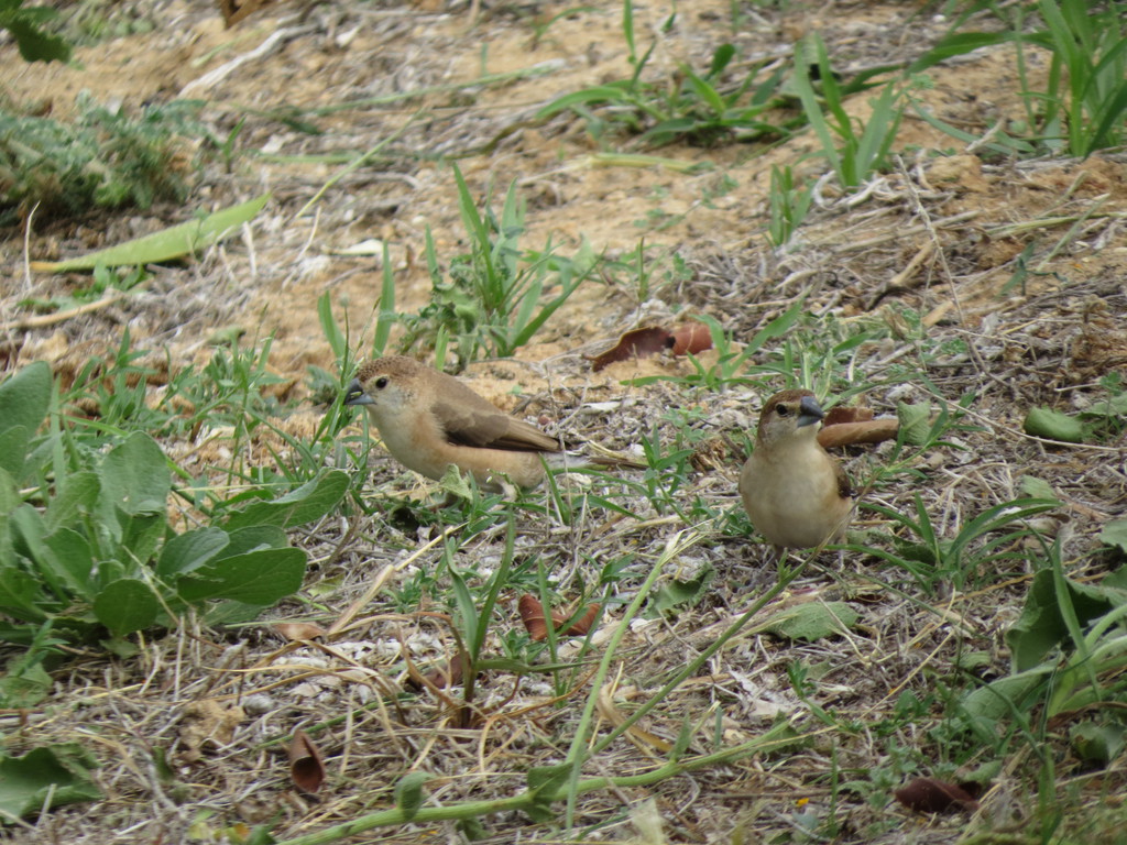 כסוף-מקור הודי--06/11/2025-אשדוד-נסים פרימו
