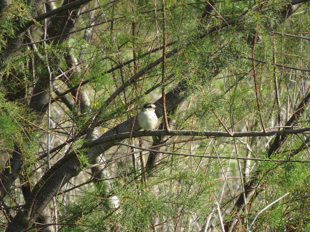חנקן נובי--16/01/2026-אשדוד-נסים פרימו