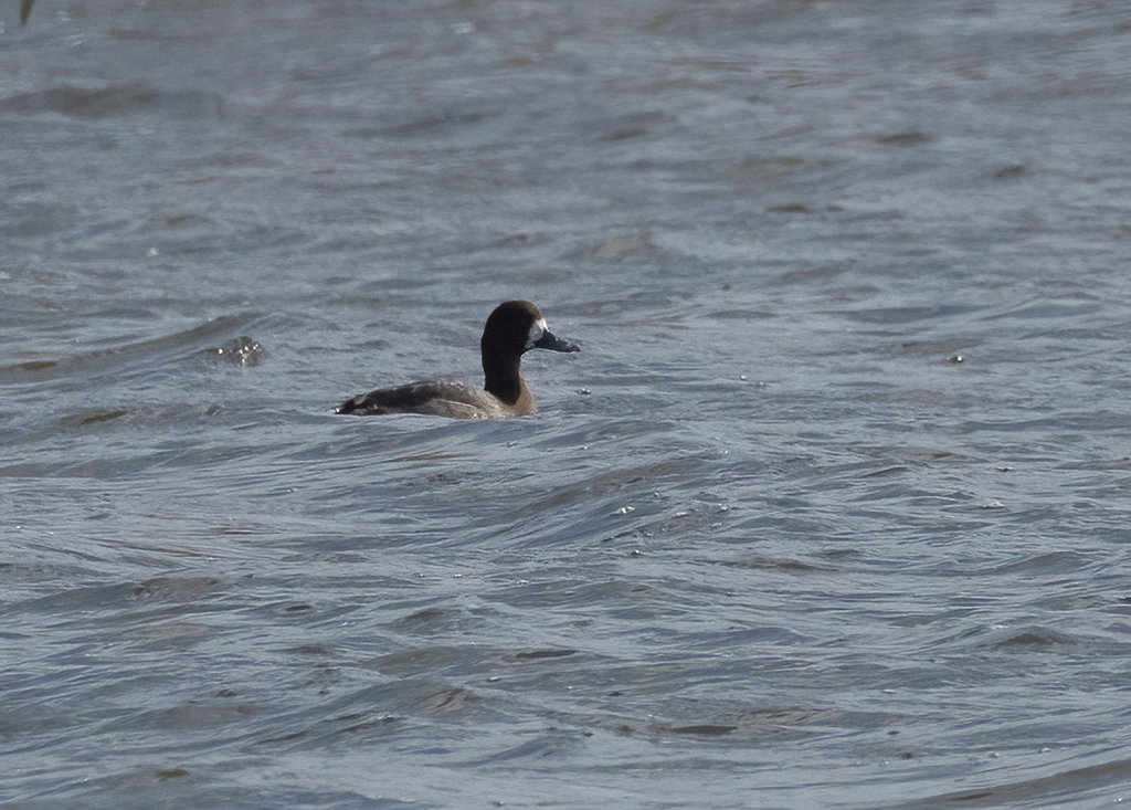 צולל ימי--19/01/2026-מעין צבי-אילן נסים מוריה