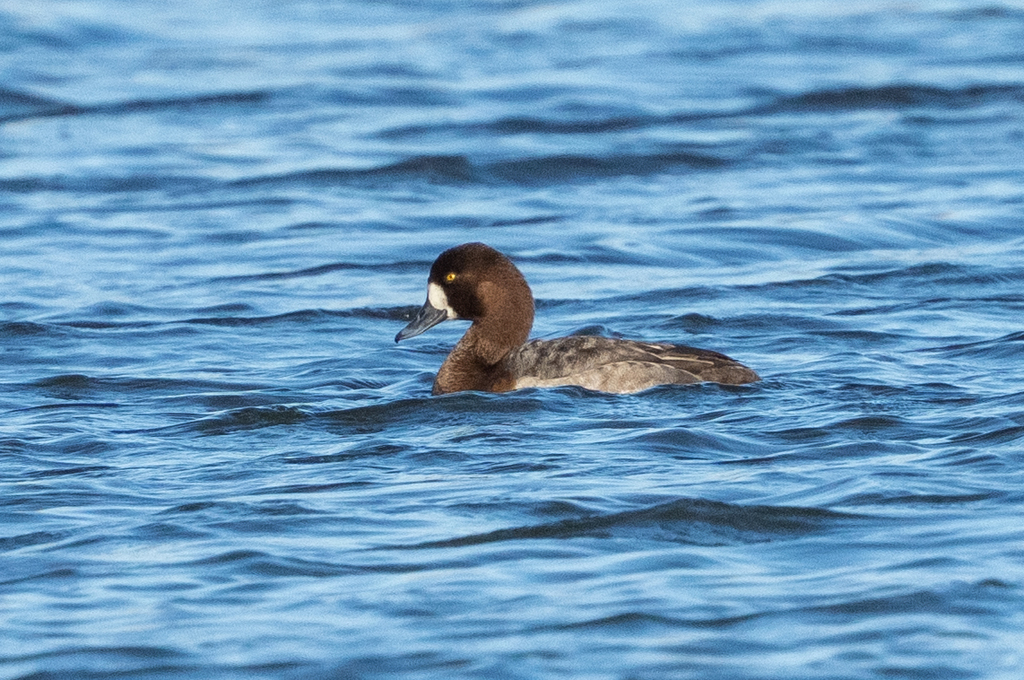 צולל ימי--19/01/2026-מעין צבי-ירון צ'רקה