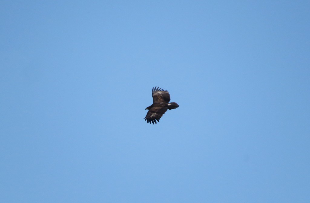 עיט צפרדעים--20/01/2026-ניצנים-נסים פרימו