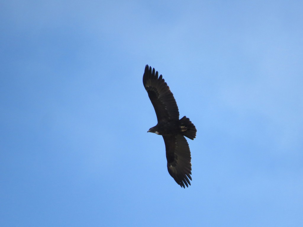 עיט צפרדעים--20/01/2026-ניצנים-נסים פרימו