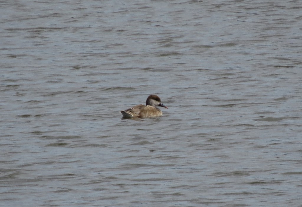 נטה אדומת-ראש--20/01/2026-ניצנים-נסים פרימו