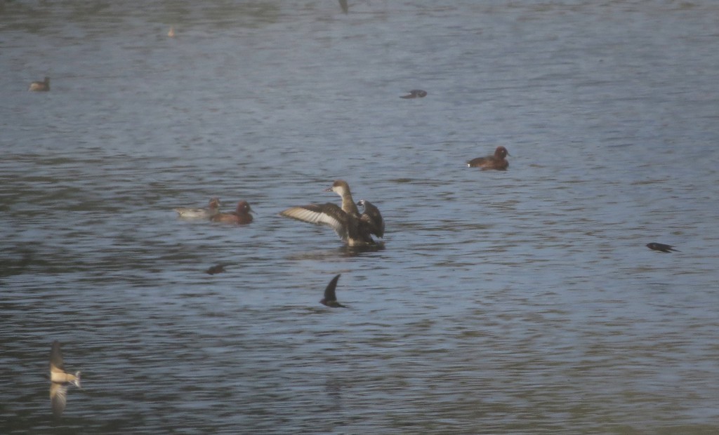 נטה אדומת-ראש--20/01/2026-ניצנים-נסים פרימו