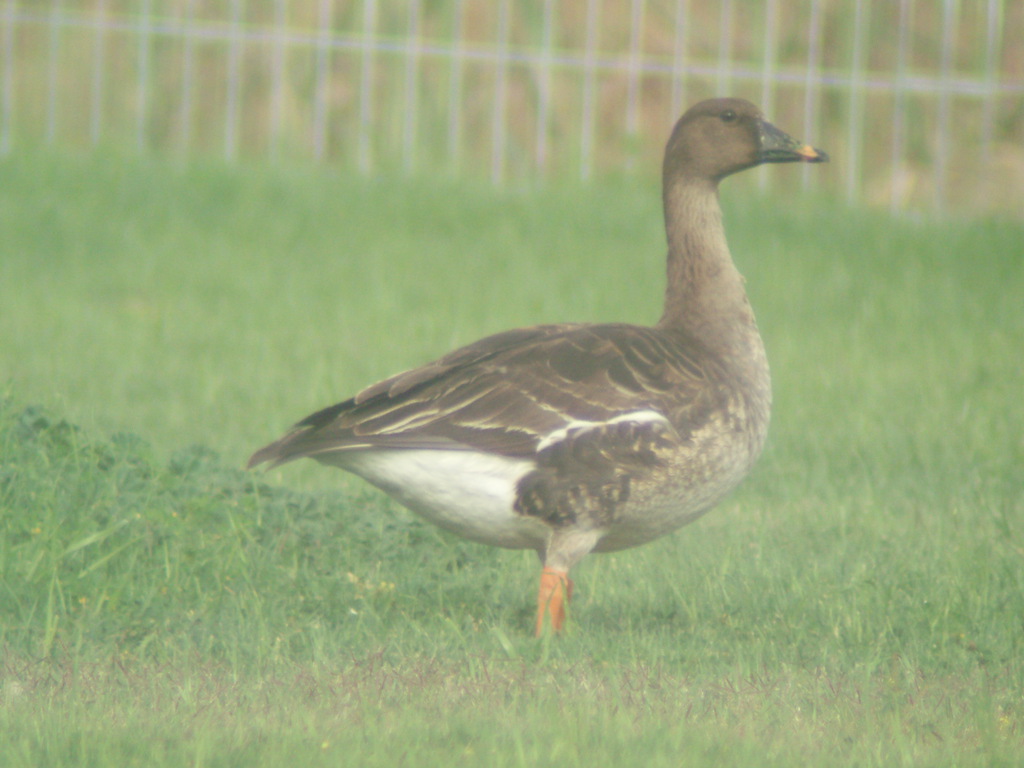 אווז אחו--20/03/2007-אילת (עיר)-נסים פרימו