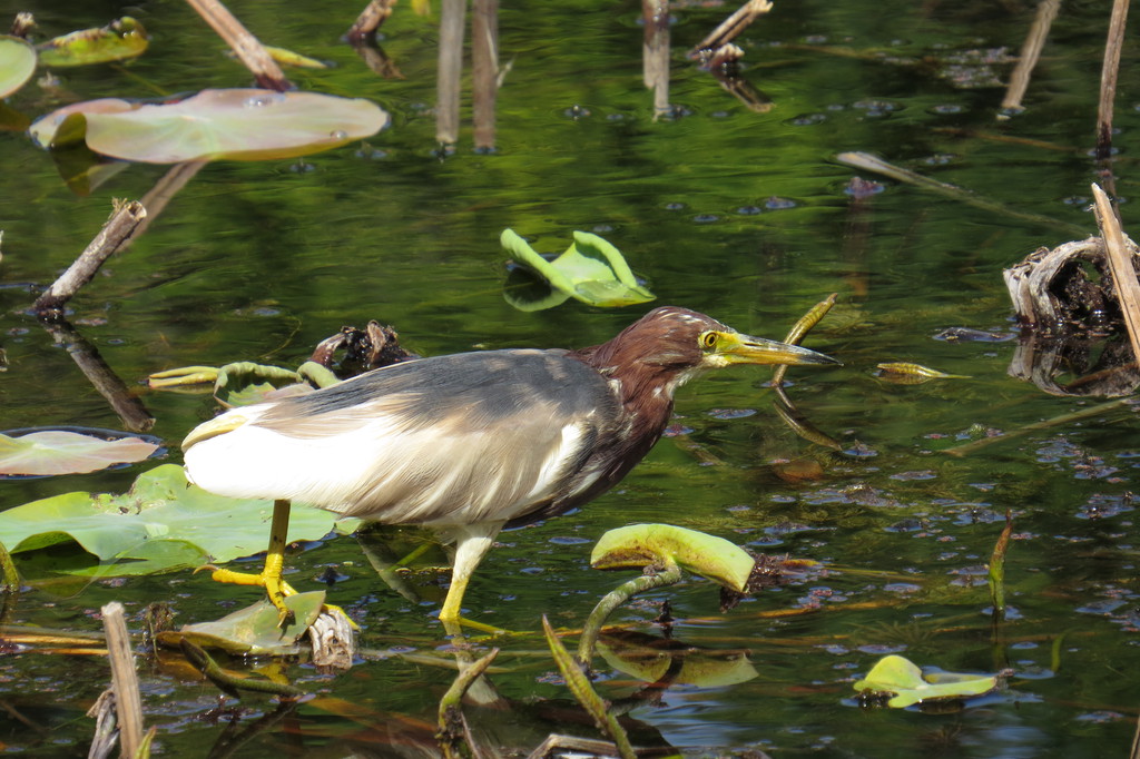 אנפית סינית--16/04/2021-מערב ירושלים-נסים פרימו