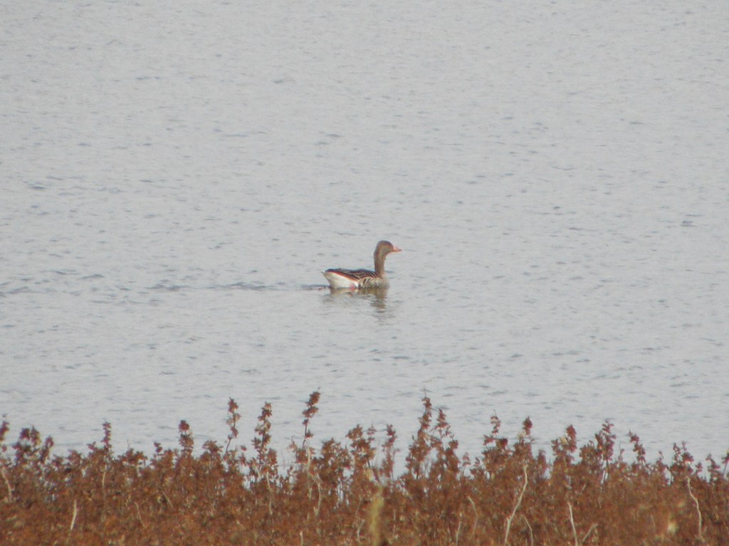 אווז אפור--10/11/2011-חולדה-נסים פרימו