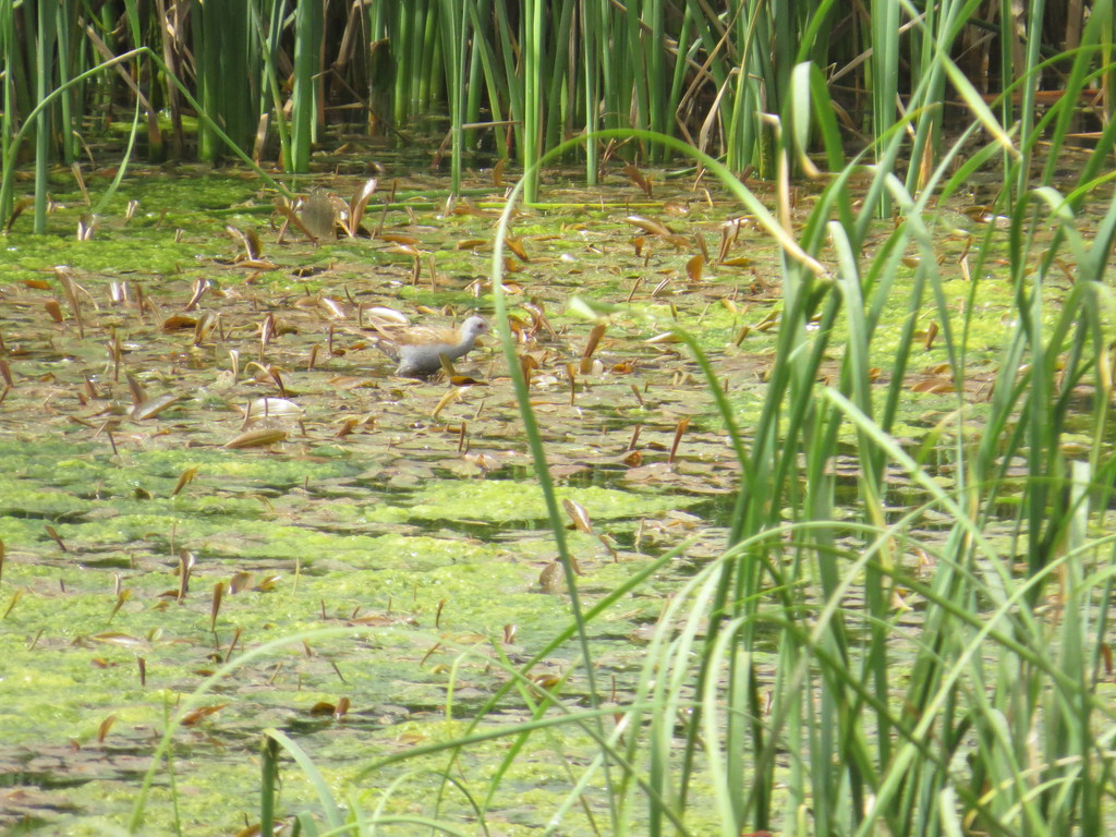 ברודית קטנה--10/04/2016-מערב ירושלים-נסים פרימו