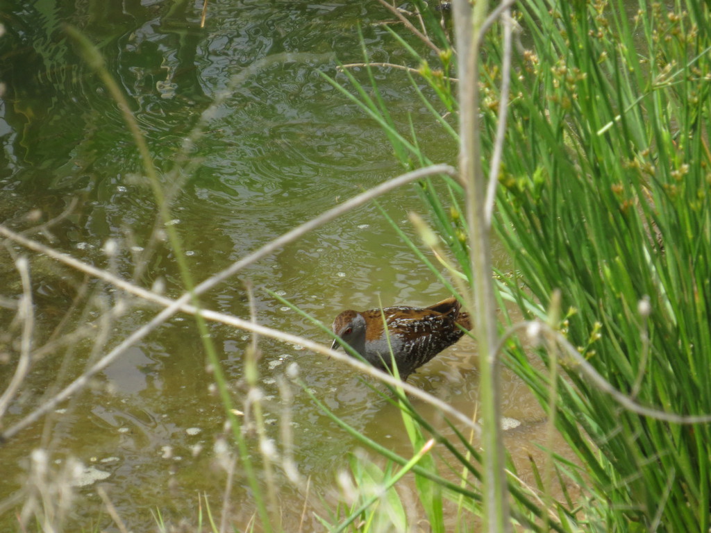 ברודית גמדית--10/04/2016-מערב ירושלים-נסים פרימו
