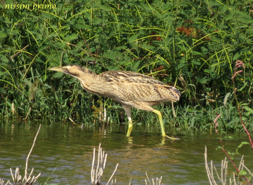 אנפה משורטטת--29/10/2017-עמק חפר-נסים פרימו
