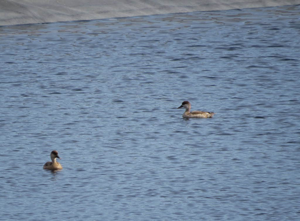 נטה אדומת-ראש- - נקבה-29/01/2026-הודיה-נסים פרימו